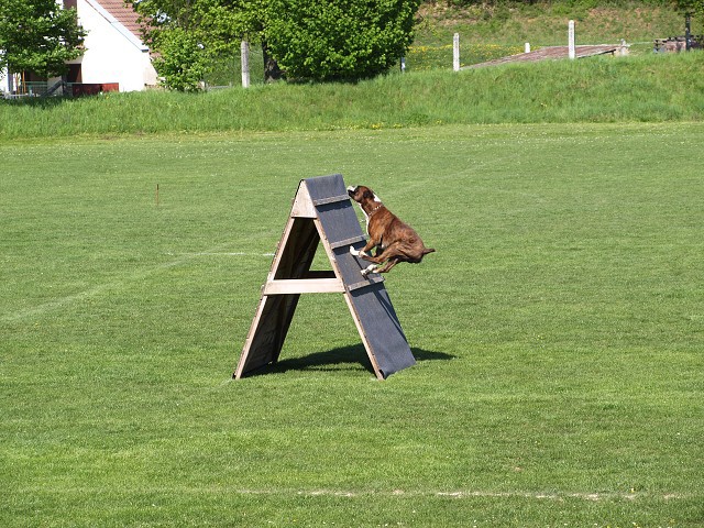 www.atibox.net * www.euroboxer.eu * www.boxergenealogia.eu